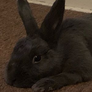 Meet your Posher, Carmen